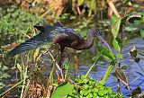 Glossy Ibis